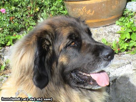 Leonberger Hunde Foto 15288 in höherer Auflösung ansehen Leonberger