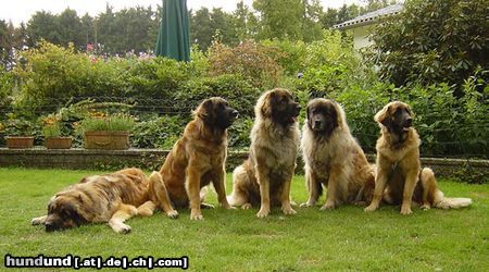 Leonberger Hunde Foto 4788 Leonberger Men (13M.), Miessi (4,5J.), Litscher (2,5J.), Ommel (6J.) und Tooley (7M.)