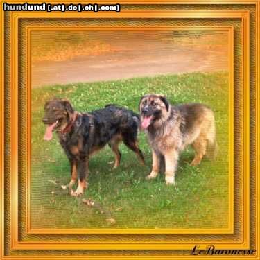 Leonberger Hunde Foto 8147 Leonberger Unsere Mischlinge, aber unverkennbar mit einem Leo-Elternteil! Jason (li) mit Hovawart. Bei Panscho vermuten wir einen Schäferhund. Er kommt von Teneriffa