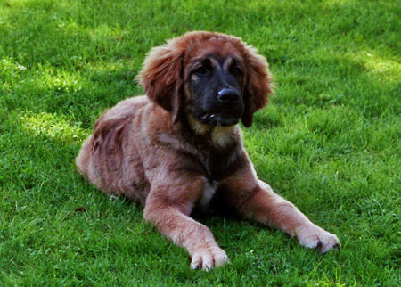 Leonberger Hunde Foto 35325 Leonberger 4 Monate alt
