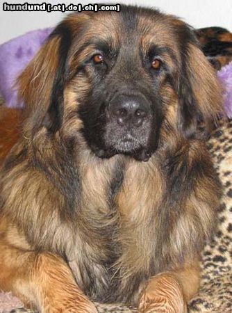Leonberger Hunde Foto 5161 Leonberger Askan v. Königsstein mit 15 Monaten