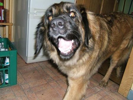 Leonberger Hunde Foto 36526 in höherer Auflösung ansehen Leonberger