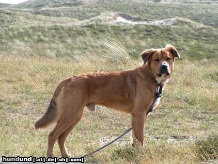 Leonberger leonberger - herr lehmann