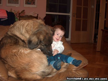 Leonberger Hunde Foto 22246 in höherer Auflösung ansehen Leonberger moje corki :)