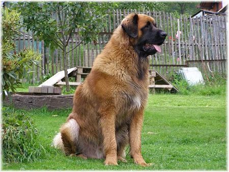 Leonberger Unser Leo