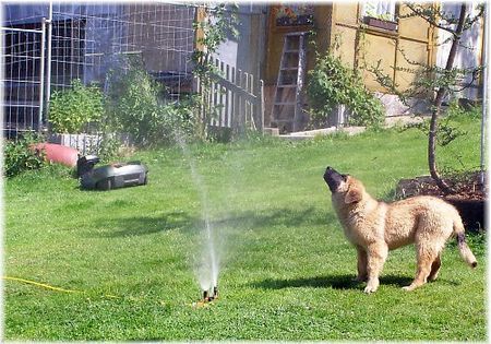 Leonberger Nele beim duschen