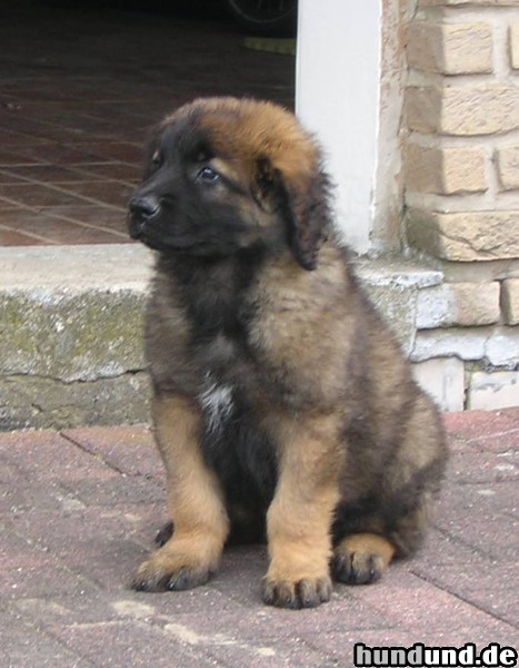 Leonberger Hunde Foto 47210 Leonberger Lupo (9 Wochen) auf Wache