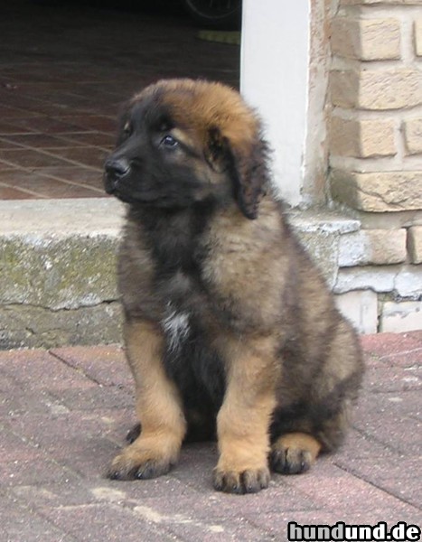 Leonberger Lupo (9 Wochen) auf Wache