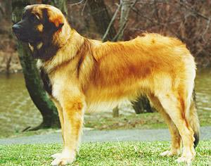 Leonberger Hunde Foto 61 Leonberger
