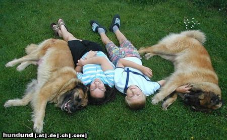 Leonberger Hunde Foto 22147 in höherer Auflösung ansehen Leonberger alle sind HAPPY