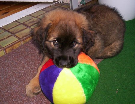 Leonberger