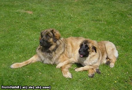 Leonberger Hunde Foto 3952 Leonberger Rain Man (11,5 Monate) und Tiger-Lilly (5 Monate) beide kommen aus dem Sumpfloch
