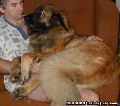 Leonberger Hunde Foto 9509 Leonberger Big Rose Sedmidomky