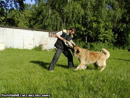 Leonberger Hunde Foto 5045 Leonberger CH. Breddy Sedmidomky -rüde