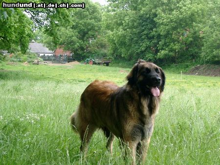 Leonberger Hunde Foto 11469 Leonberger
