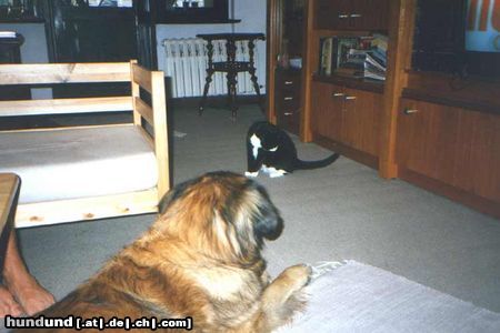Leonberger Hunde Foto 6365 Leonberger Caddy mit Kater - Freundschaft!