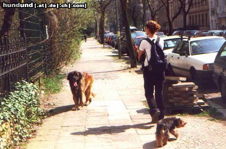 Leonberger Hunde Foto 6366 Leonberger Caddy mit Minihund - kein Problem!