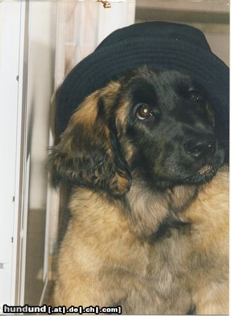 Leonberger Hunde Foto 5137 Leonberger