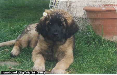 Leonberger Hunde Foto 5136 Leonberger