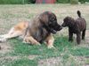 Leonberger Foto: Komm Großer, spiel mit mir(Askan+Großpudelwelpe) (ID 5348) Leonberger Hund