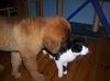 Leonberger Foto: Ob der schmeckt? (ID 29900) Leonberger Hund