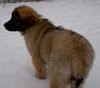 Leonberger Foto: (d)ina von der vulkaneifel 13 wochen alt (ID 19177) Leonberger Hund