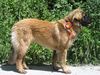 Leonberger Foto (ID 15415) Leonberger Hund