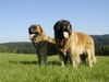 Leonberger Foto: CH. Breddy Sedmidomky + Achát Severozápadní cesta (ID 5047) Leonberger Hund