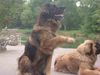 Leonberger Hund
