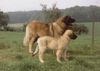 Leonberger Foto: Alezan v Colline du charbon en Olga (ID 3001) Leonberger Hund