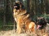 Leonberger Hund