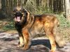 Leonberger Foto: Zefir (ID 25386) Leonberger Hund