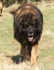 Leonberger Hund