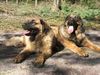 Leonberger Hund