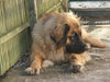 Leonberger Foto: Arima (ID 25387) Leonberger Hund