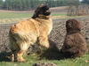 Leonberger Hund