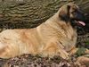 Leonberger Hund