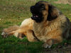 Leonberger Hund