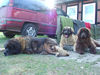 Leonberger Hund