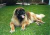 Leonberger Foto: Das ist mein Leonberger Azi (ID 2333) Leonberger Hund