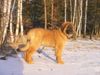 Leonberger Foto: Lea, 14 Wochen alt (ID 2048) Leonberger Hund