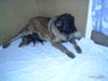 Leonberger Foto (ID 28086) Leonberger Hund