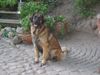 Leonberger Foto: Pakka 09/2004 (ID 17282) Leonberger Hund