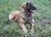 Leonberger Foto: Ina mit 6 Monaten (ID 22459) Leonberger Hund