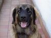 Leonberger Foto: Ina mit 6 Monaten (ID 22458) Leonberger Hund
