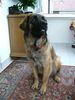 Leonberger Hund