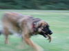 Leonberger Hund