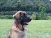 Leonberger Foto: Ina von der Vulkaneifel, 10 Monate (ID 25578) Leonberger Hund