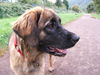 Leonberger Foto: Ina von der Vulkaneifel, 10 Monate (ID 25579) Leonberger Hund