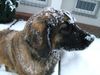 Leonberger Foto (ID 28167) Leonberger Hund